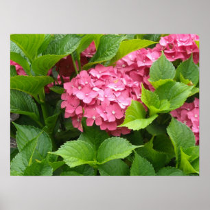 Deep Pink Hydrangea Blooms Poster