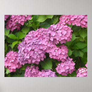 Deep Pink Hydrangeas Poster