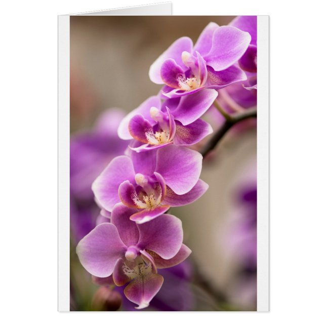 Deep Pink Phalaenopsis Orchid Flower Chain (Front)