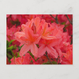 Deep Pink  Rhododendron Flowers Postcard