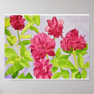 Deep Pink Roses Watercolor Poster