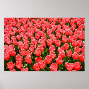Deep pink tulips poster