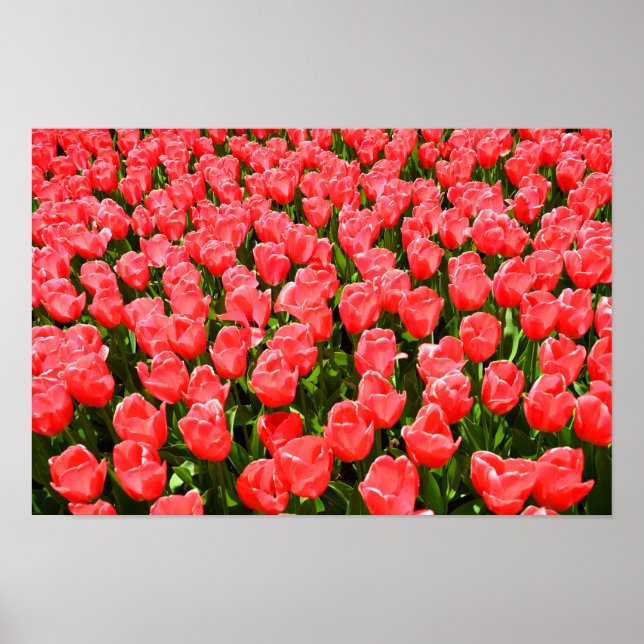 Deep pink tulips poster (Front)
