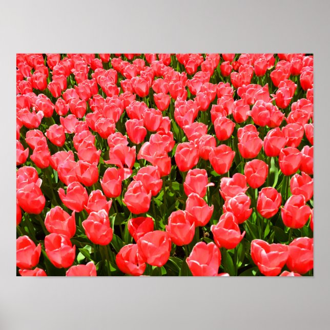 Deep pink tulips poster (Front)