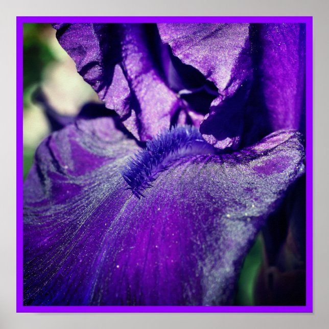 Deep Purple Bearded Iris Flower Petal  Poster (Front)