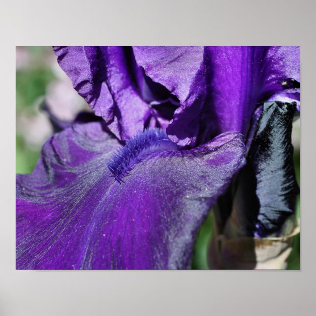 Deep Purple Bearded Iris Flower Petal Poster (Front)