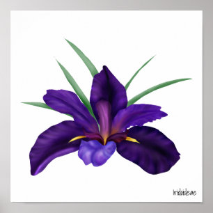 Deep Purple Bog Water Iris Illustration Poster
