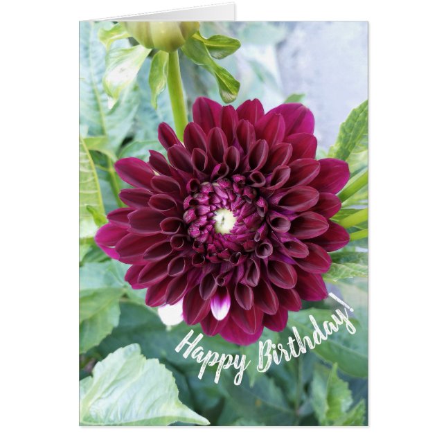Deep Purple Dahlia Flower Birthday Card (Front)