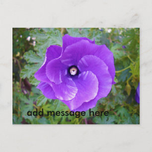 Deep Purple Hibiscus Flower, Postcard