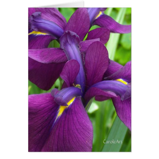 Deep Purple Irises Card