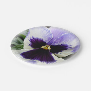 deep purple on white pansy paper plate