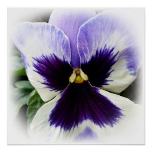 deep purple on white pansy poster
