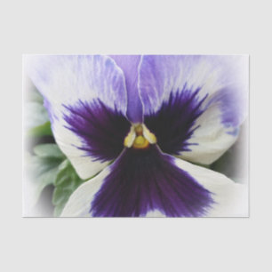 deep purple on white pansy tissue paper