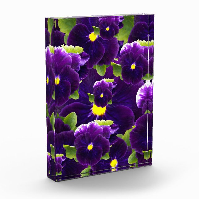 Deep Purple Pansy Bushes, Photo Block (Left)