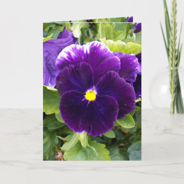 Deep Purple Pansy, Greeting Card (Front)