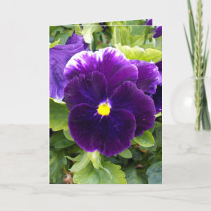 Deep Purple Pansy, Greeting Card