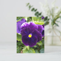 Deep Purple Pansy, Postcard