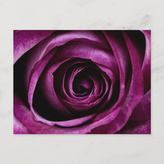 Deep Purple Rose Postcard