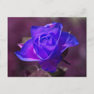 Deep Purple Rose Postcard