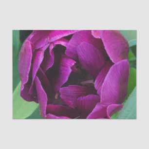 Deep Purple tulip photograph Tissue Paper