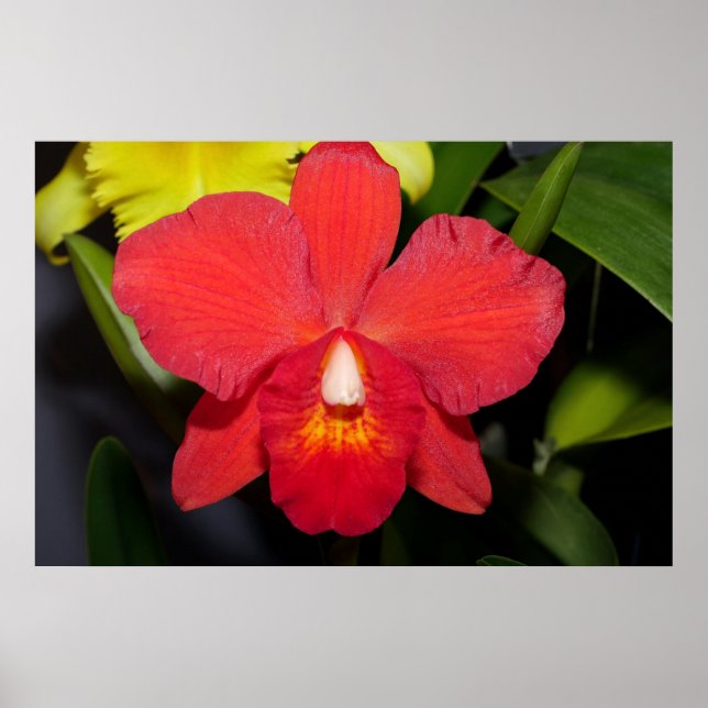 Deep Red Orchid Poster (Front)