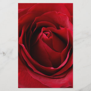deep red rose