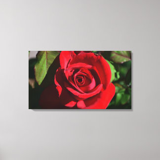 Deep Red Rose Canvas Print