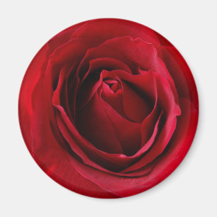 deep red rose magnet