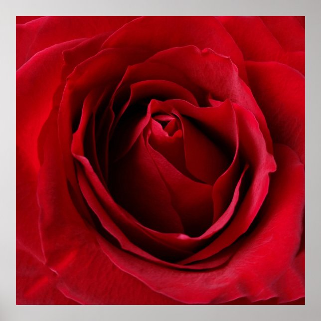 deep red rose poster (Front)