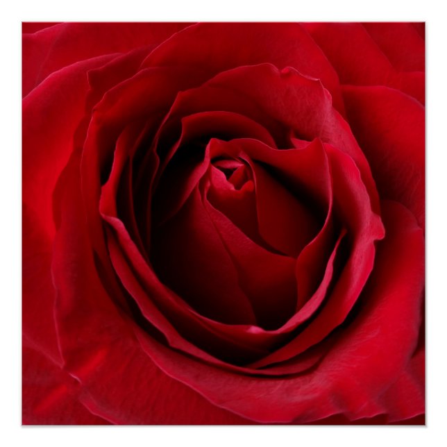 deep red rose poster (Front)