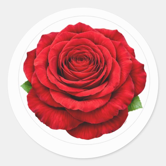 Deep Red Rose Round Envelope Seal Sticker (Front)