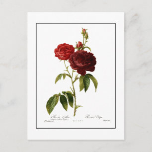 Deep red vintage roses painting postcard