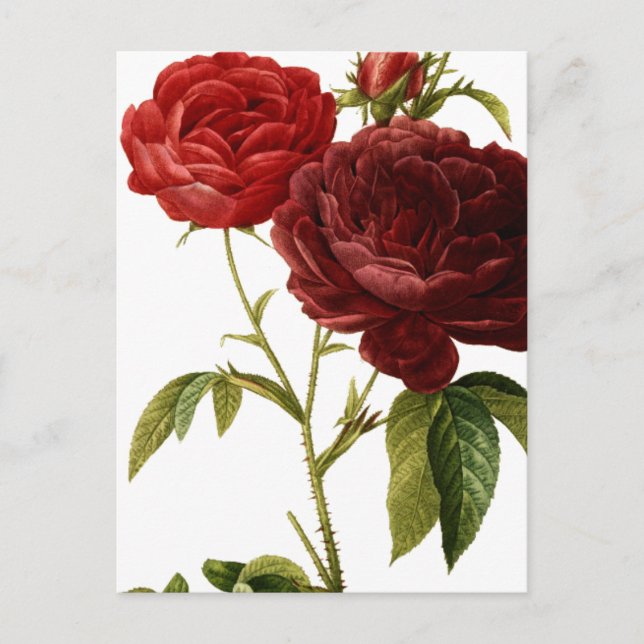 Deep red vintage roses painting postcard (Front)