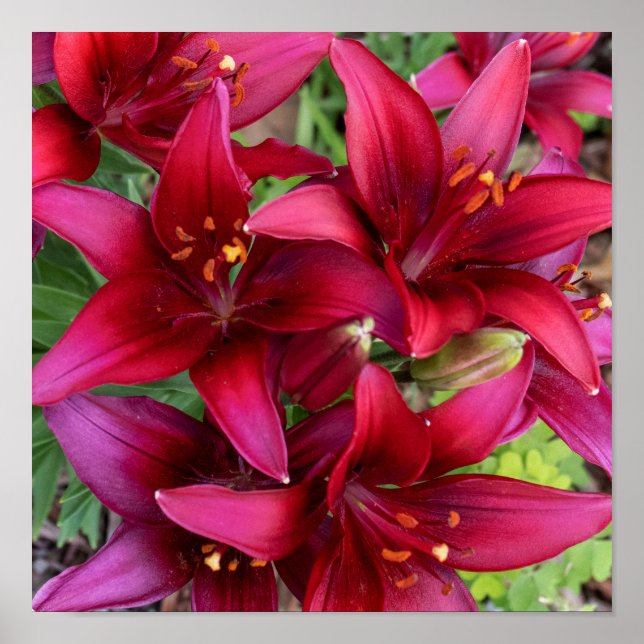 Deep Reds Poster (Front)