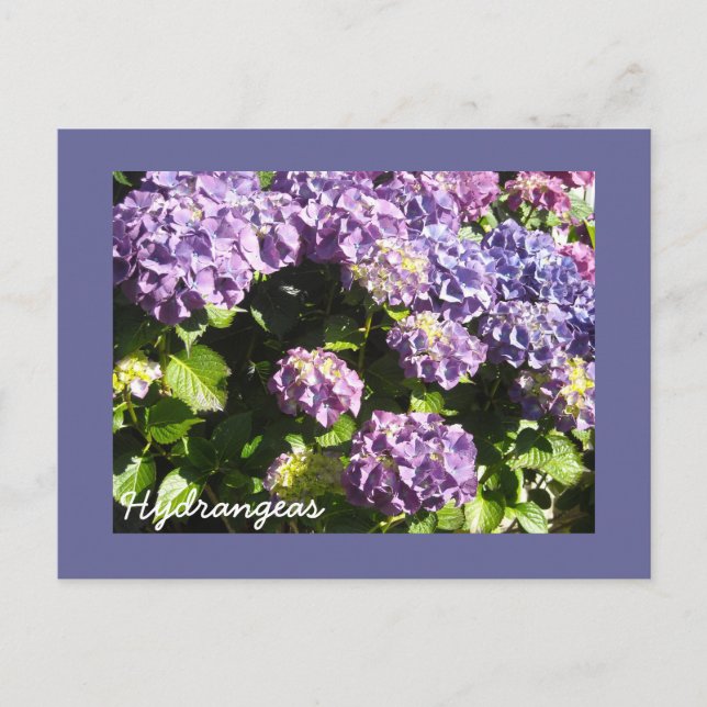Deep Violet  Hydrangeas Postcard (Front)