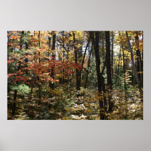 Deep Woods Beauty Poster