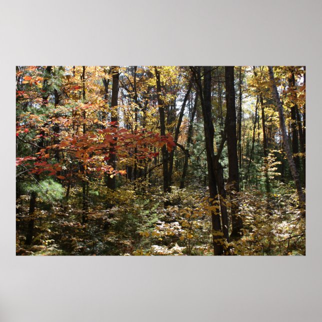 Deep Woods Beauty Poster (Front)