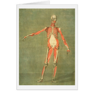 Deeper Muscular System of the Front of the Body, p