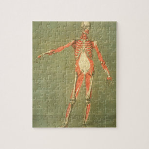 Deeper Muscular System of the Front of the Body, p Jigsaw Puzzle
