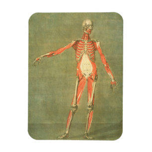Deeper Muscular System of the Front of the Body, p Magnet