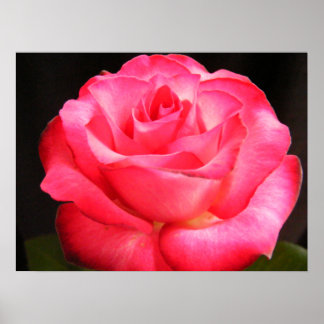 Deepest Pink Poster