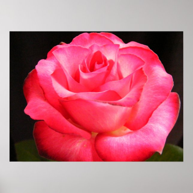 Deepest Pink Poster (Front)