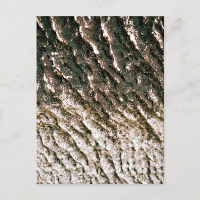 Deeply Ridged Tree Bark Texture Close Up Postcard (Front)
