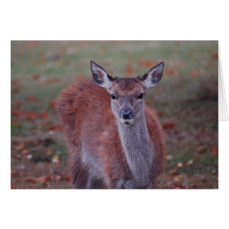 Deer