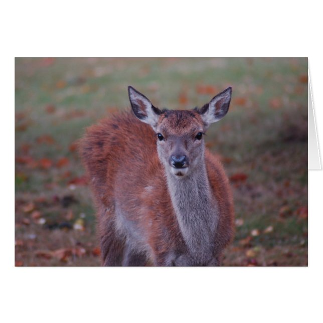 Deer (Front Horizontal)