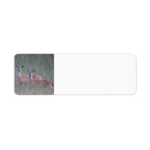 Deer