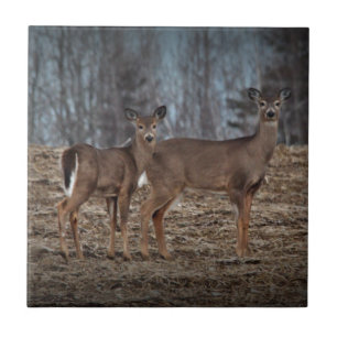 Deer_0337v Tile