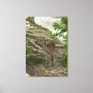 Deer 2 canvas print