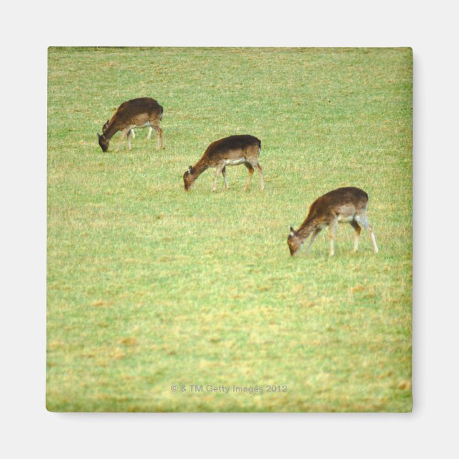 deer 2 magnet (Front)