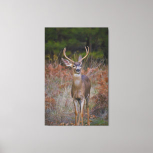 Deer 3- You Bucking at ME! Canvas Print